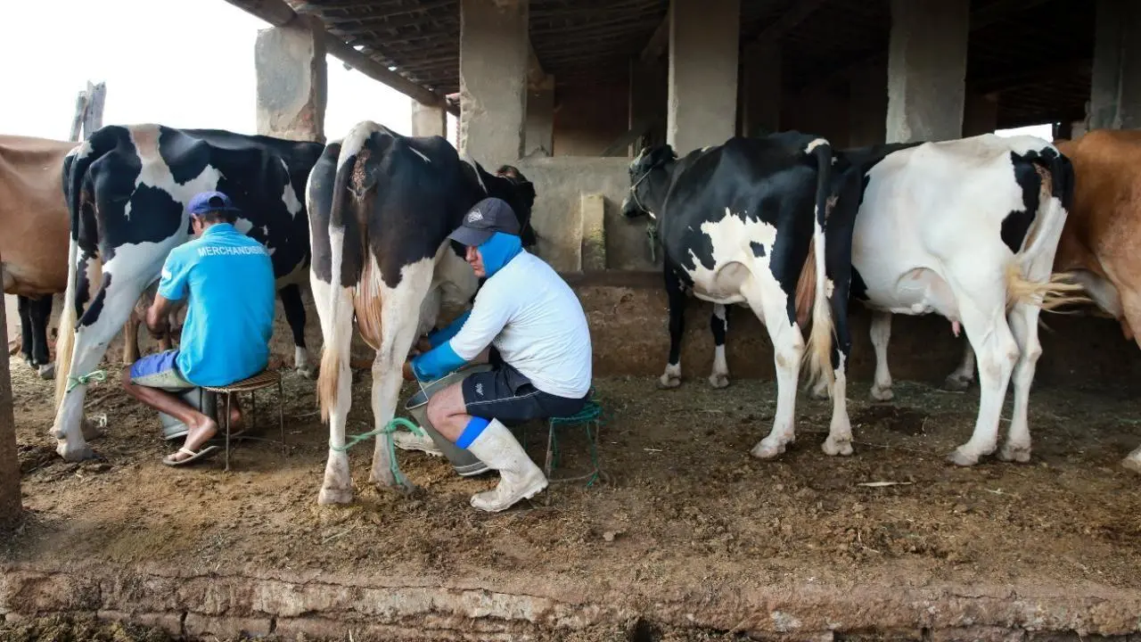 Produtor tirando leite da vaca