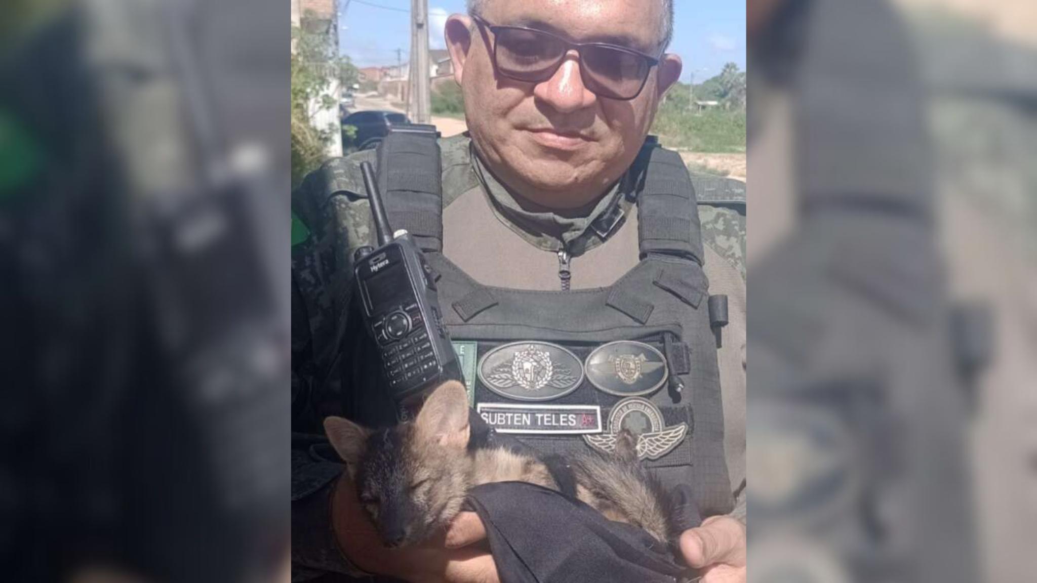 Filhote de raposa resgatado por policiais