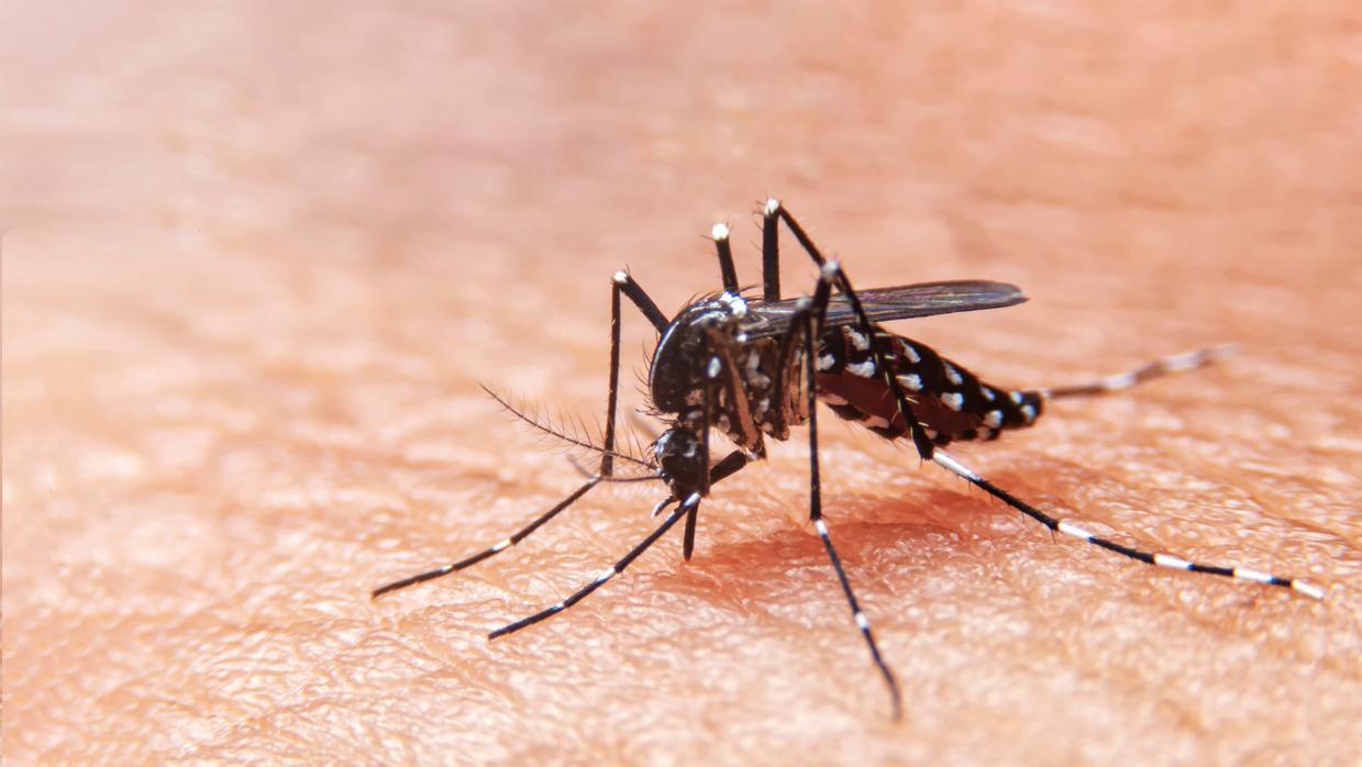 Mosquito Aedes Aegypti