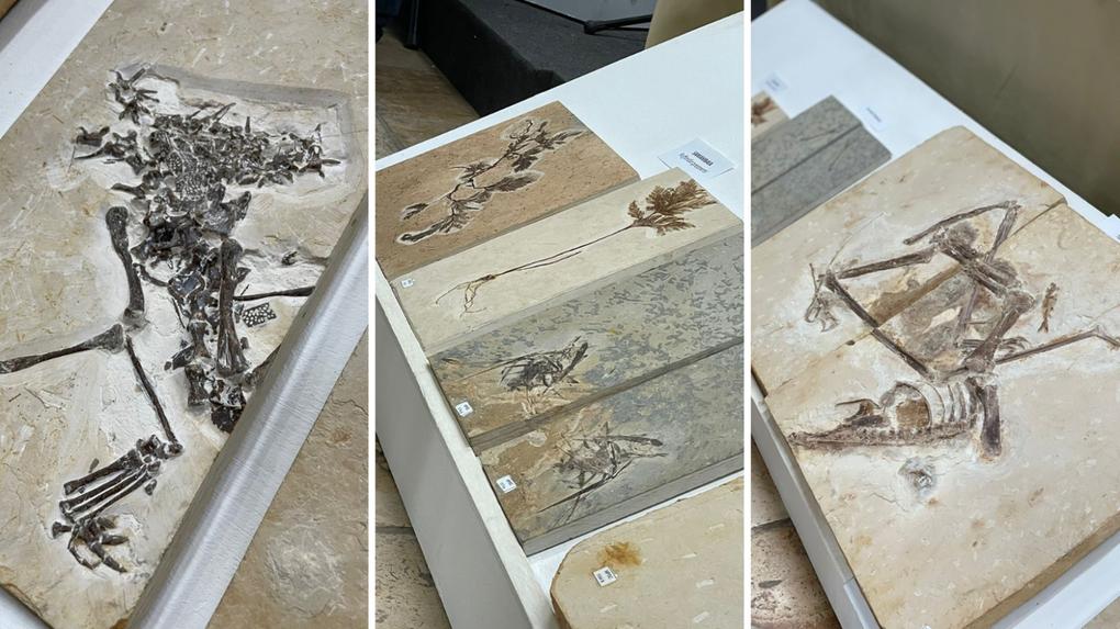 fósseis no Museu de Paleontologia, em Santana do Cariri