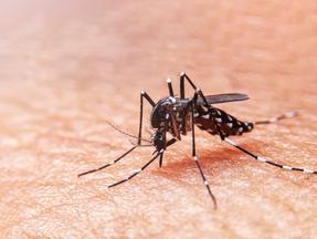 Aedes aegypti, mosquito transmissor da dengue e de outras arboviroses
