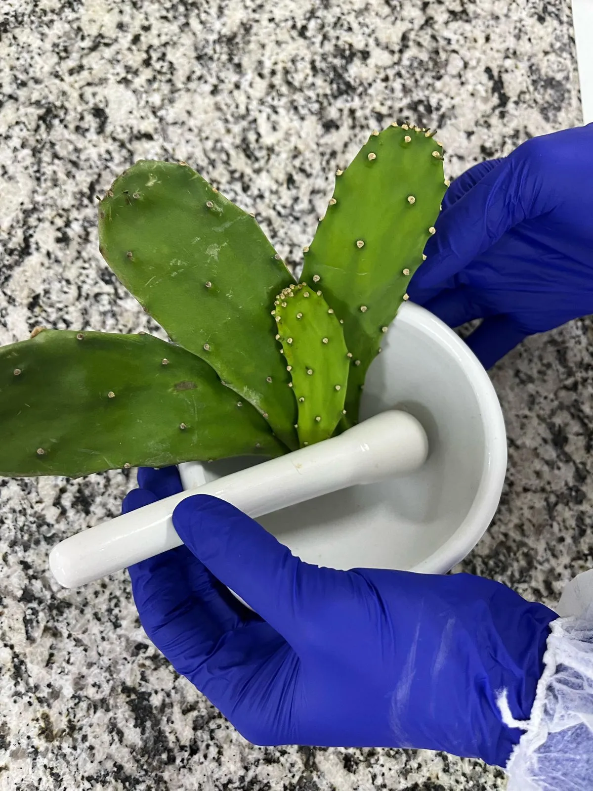 Palma forrageira serve da alimentação à decoração