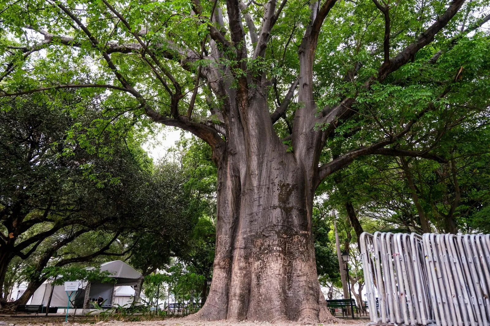 Baobá histórico plantado na Praça dos Mártires, popular Passeio Público