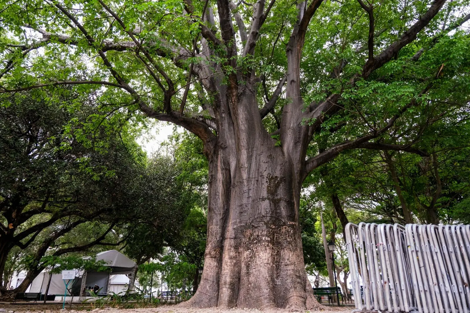 Baobá plantado na Praça dos Mártires, popular Passeio Público