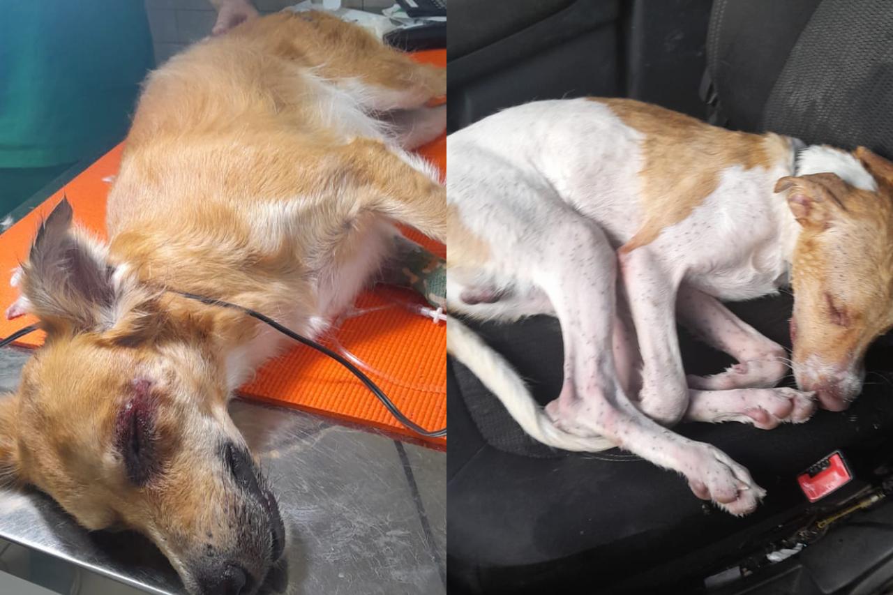 foto de cachorros atacados por abelha