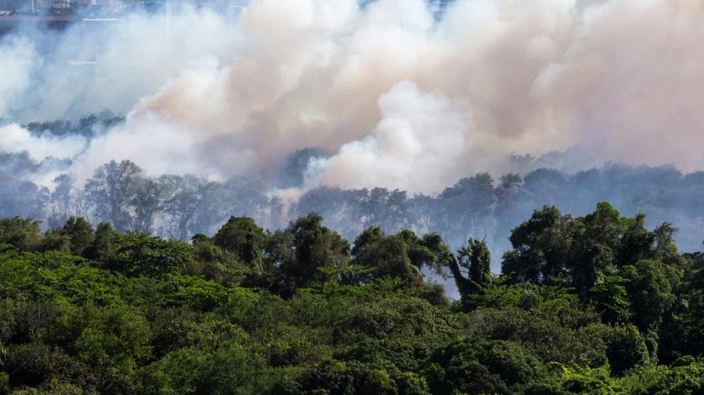 Incêndio no Parque do Cocó em 18 de janeiro de 2024 em Fortaleza