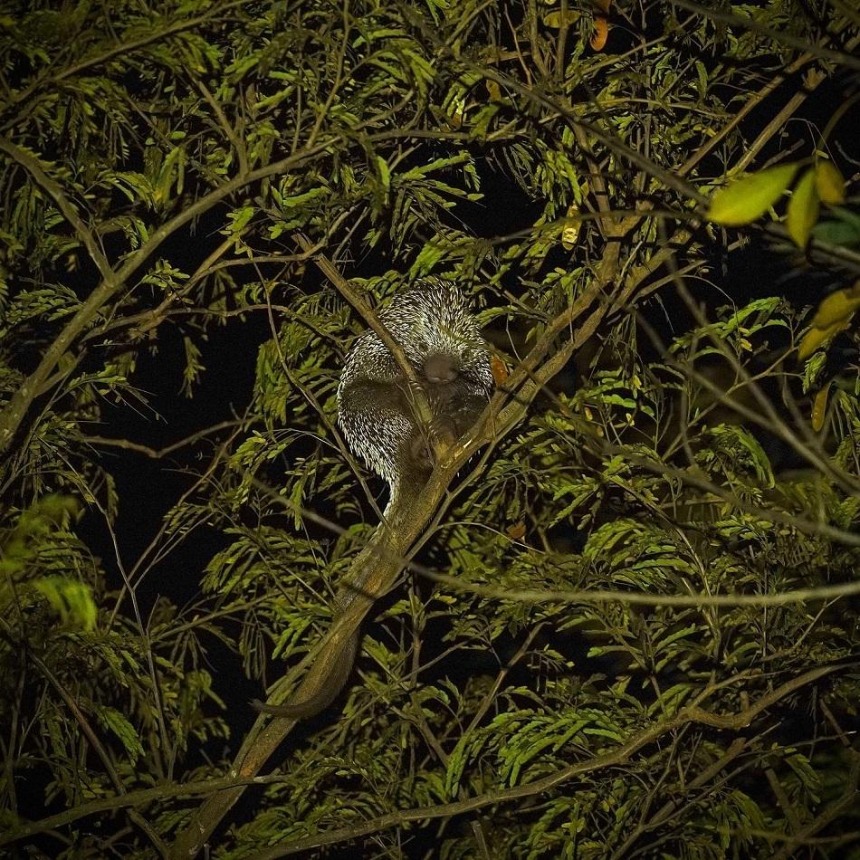 “Quandu de Baturité” (Coendou baturitensis), um porco-espinho descoberto no Estado em 2013