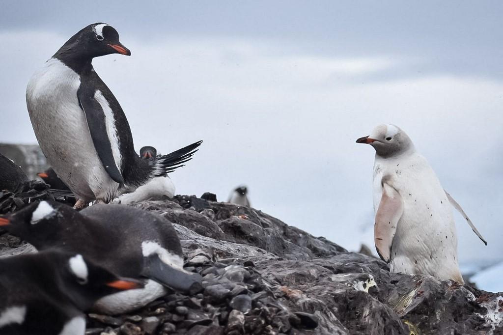 Pinguim raro foi flagrado na Antártica