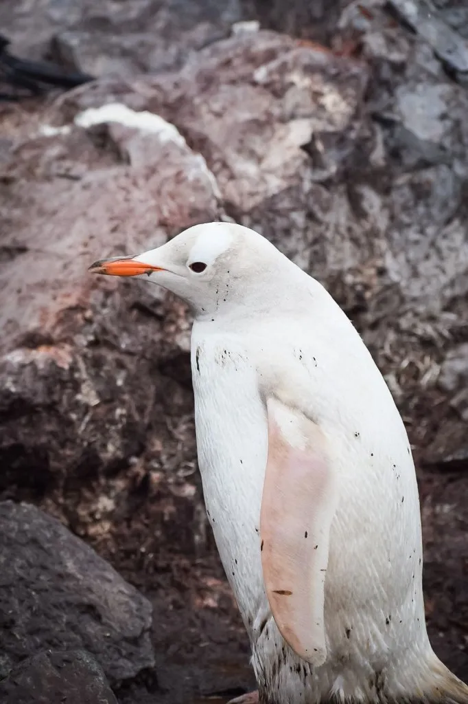 Pinguim não tem a plumagem bicolor habitual, devido ao leucismo