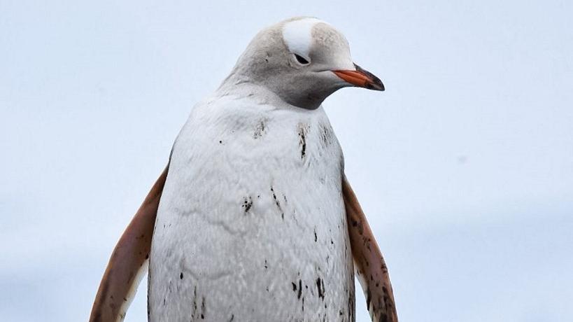 Pinguim raro foi flagrado na Antártica