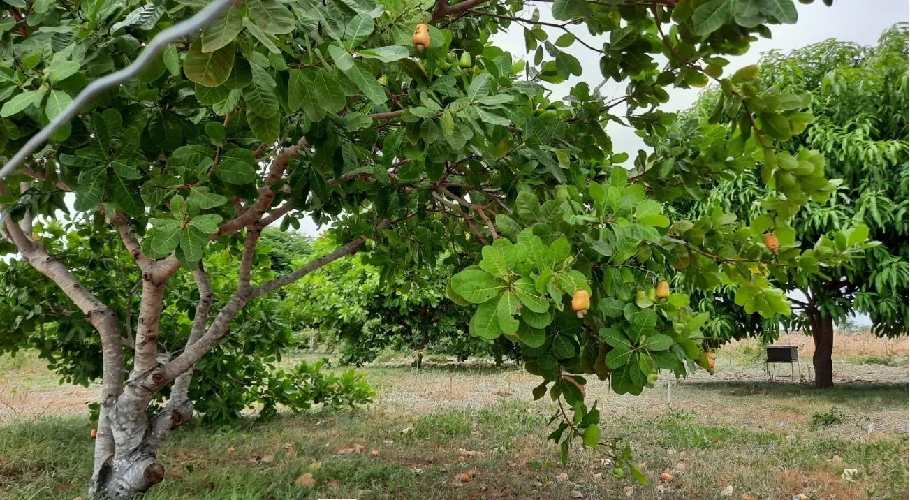 Cajueiros do tipo comum ainda predominam nas plantações de caju no Ceará