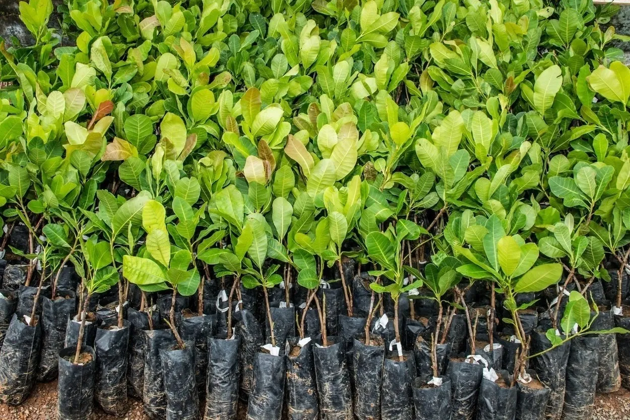 Mudas de cajueiro anão precoce são entregues a agricultores do Estado