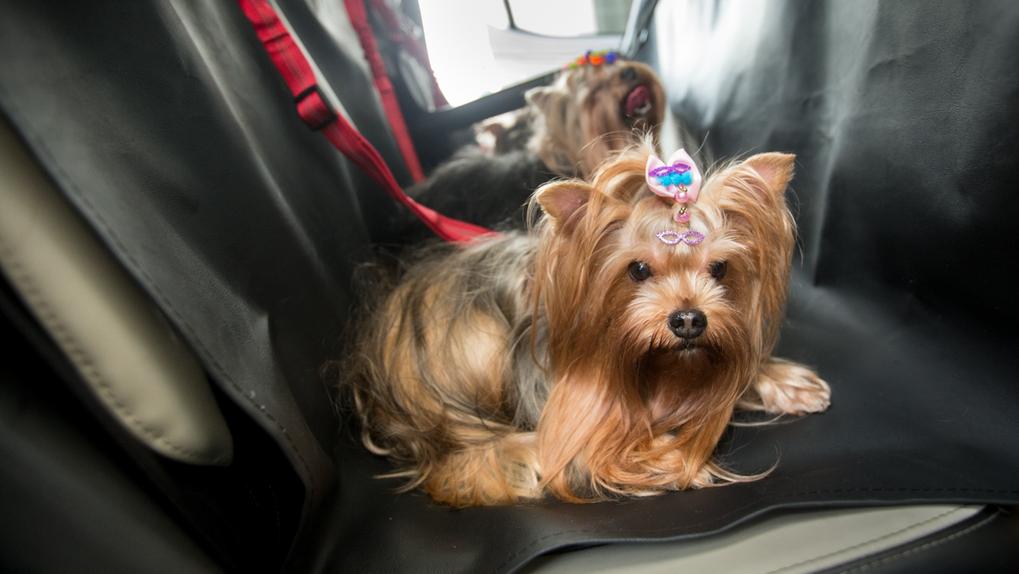 foto de cachorros sendo transportados na parte traseira de um carro