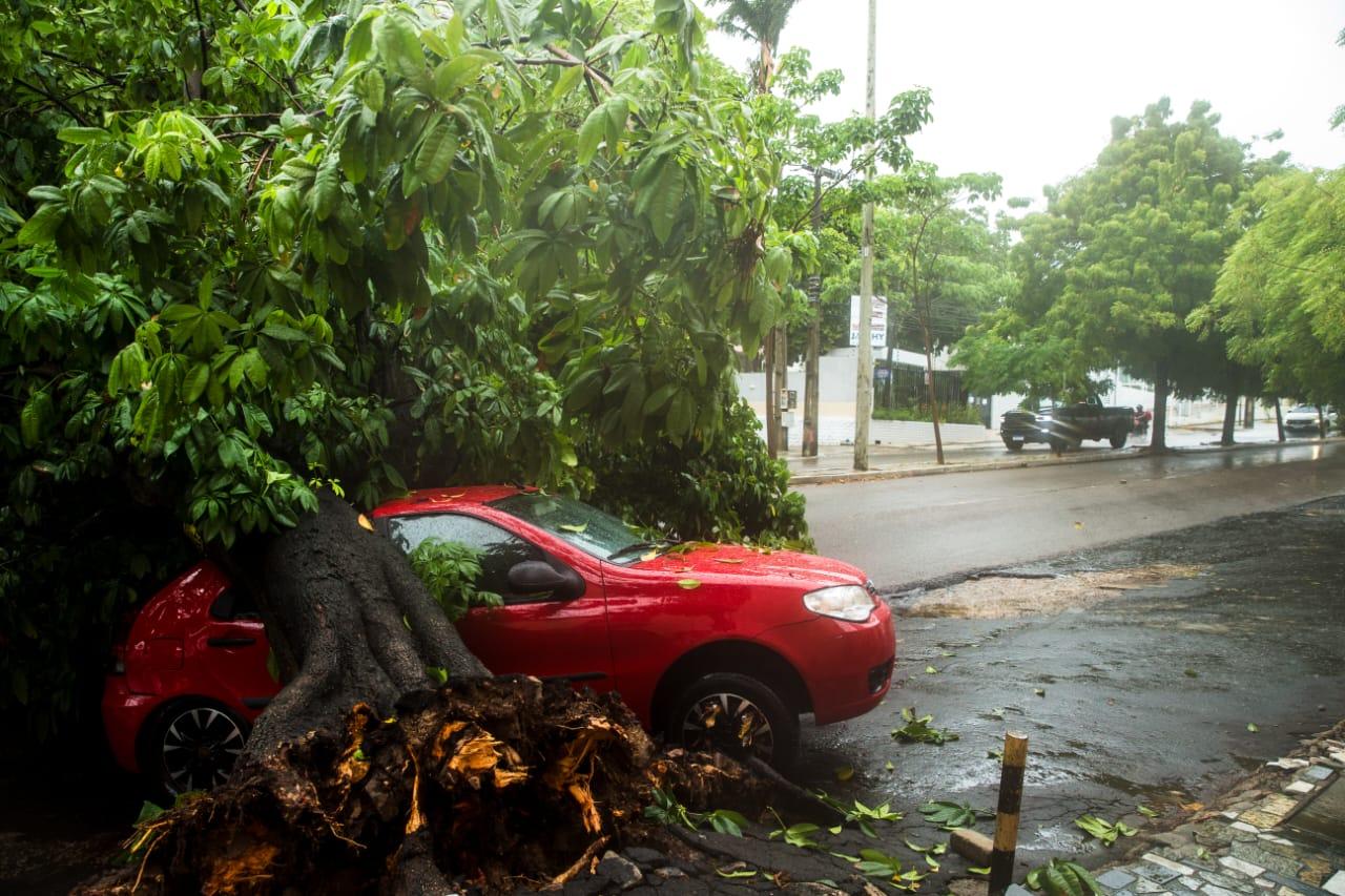 Carro estava estacionado na avenida Desembargador Moreira quando foi atingido por árvore na manhã deste sábado (10)