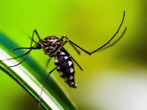 Mosquito Aedes aegypti