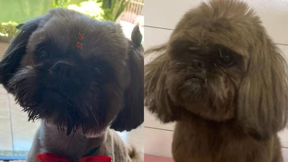 Antes e depois do cachorro furtado no Oeste de SC