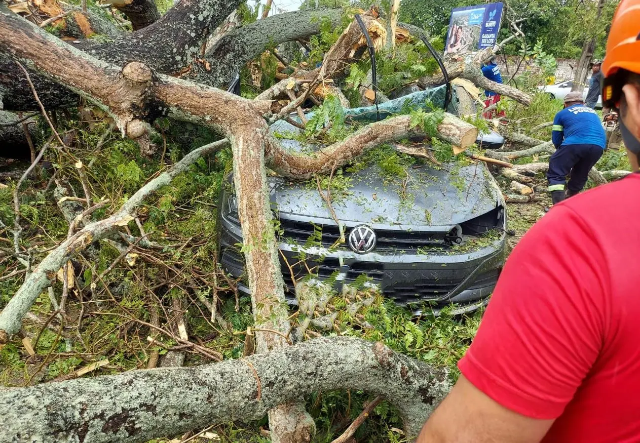 Árvore centenária cai em Pacajus