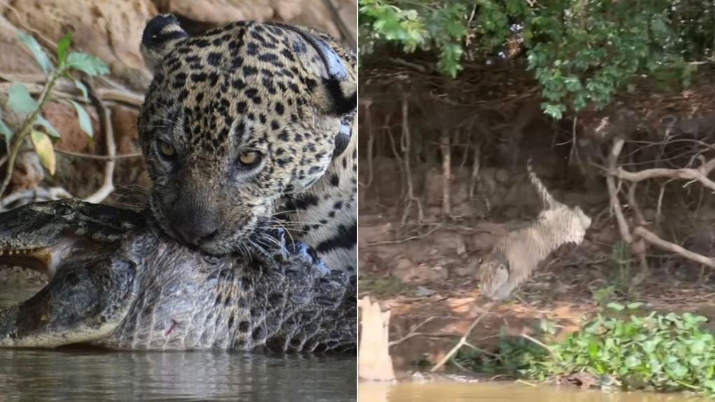 Onça-pintada ataca jacaré no Pantanal