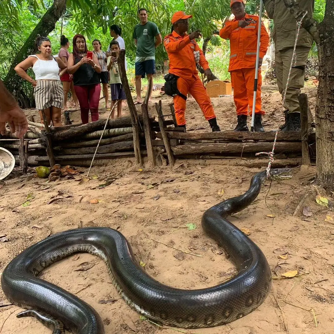 foto de cobra resgatada em Barreirinhas (MA)