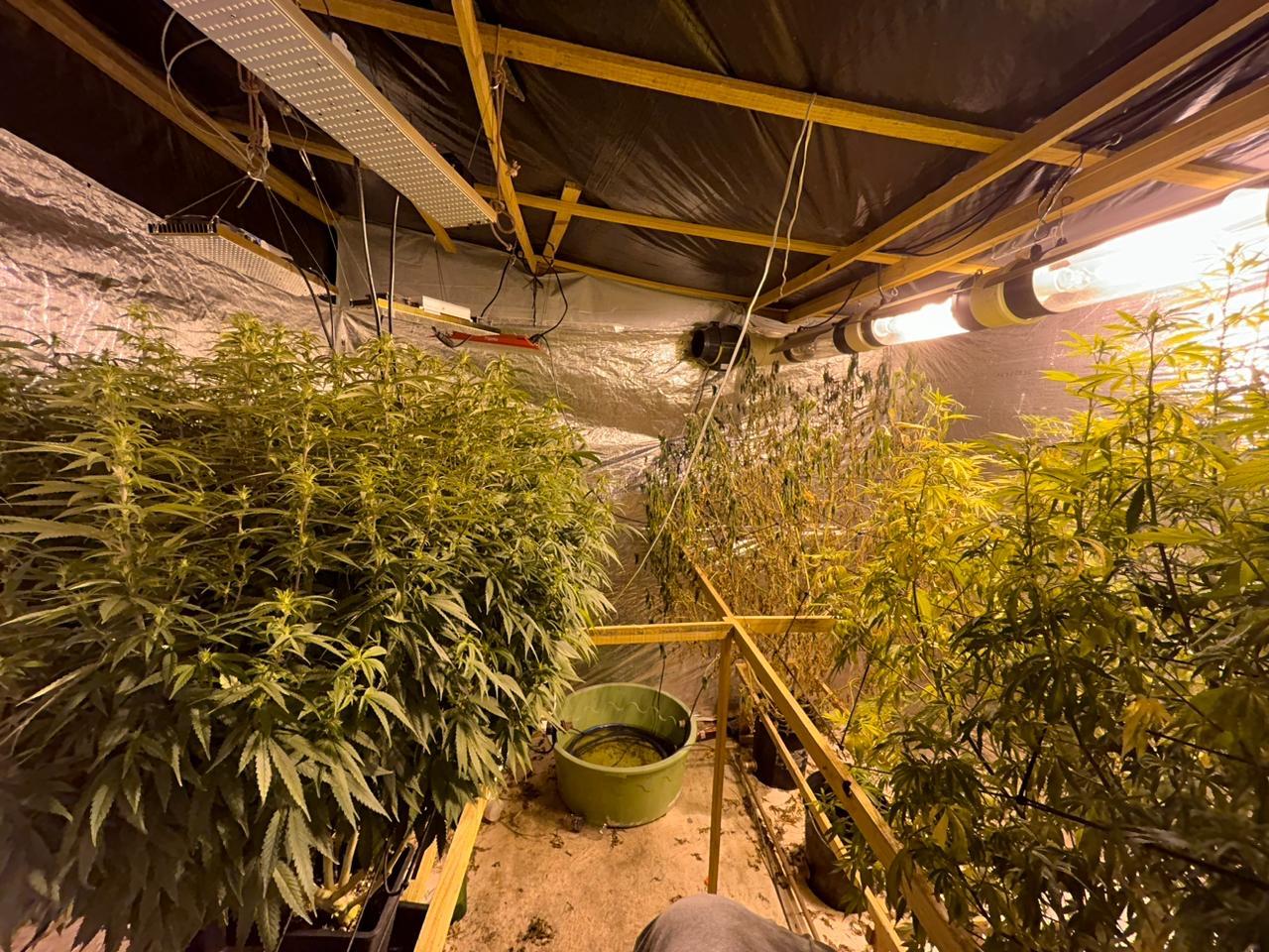 foto de plantação de maconha desarticulada pela polícia civil em pindoretama