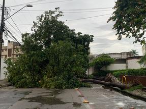 Árvore caída em rua do São João do Tauape