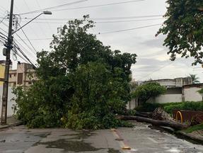 Árvore caída em rua do São João do Tauape