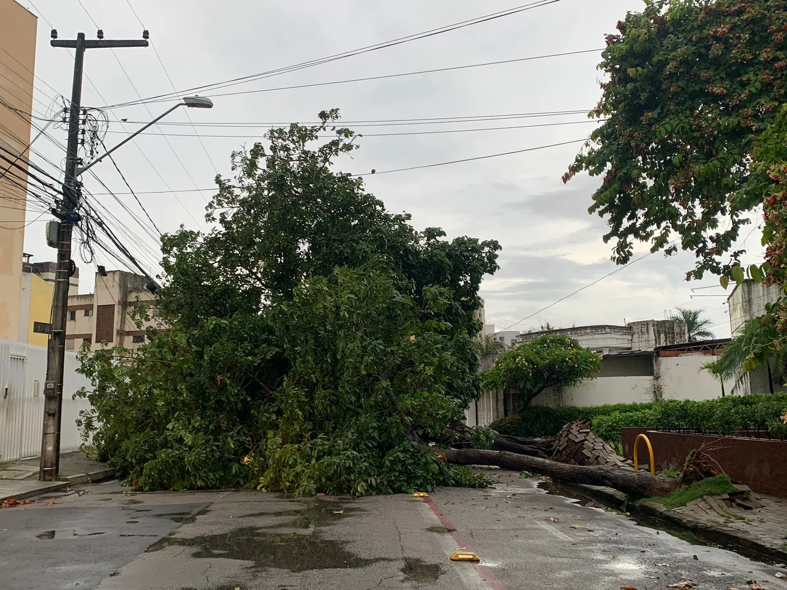 Devido às fortes chuvas, uma árvore caiu na rua Eduardo Bezerra, no São João do Tauape