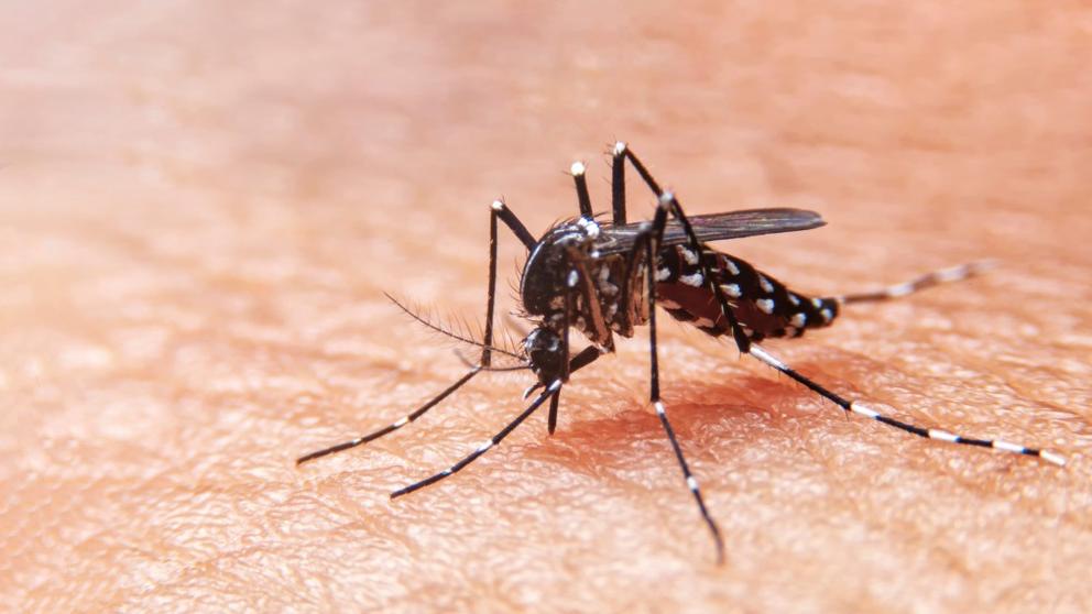 Brasil ultrapassa 1 milhão de casos de dengue; 207 mortes pela doença foram  confirmadas - País - Diário do Nordeste