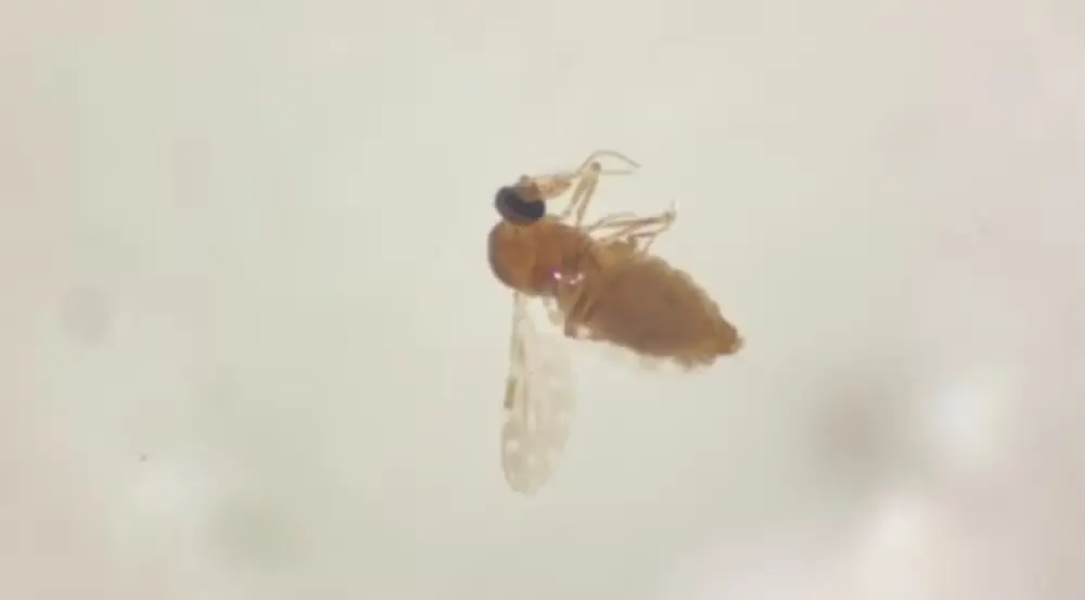 Mosquito maruim transmissor da Febre do Oropouche (FO).