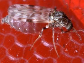 A doença transmitida pelo mosquito maruim causa febre, dores na cabeça, articulações e músculos, e fotofobia