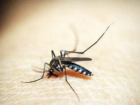 Imagem mostra mosquito Aedes aegypti, vetor da dengue, pousado em pele de humano. São Paulo decreta estado de emergência devido epidemia de dengue