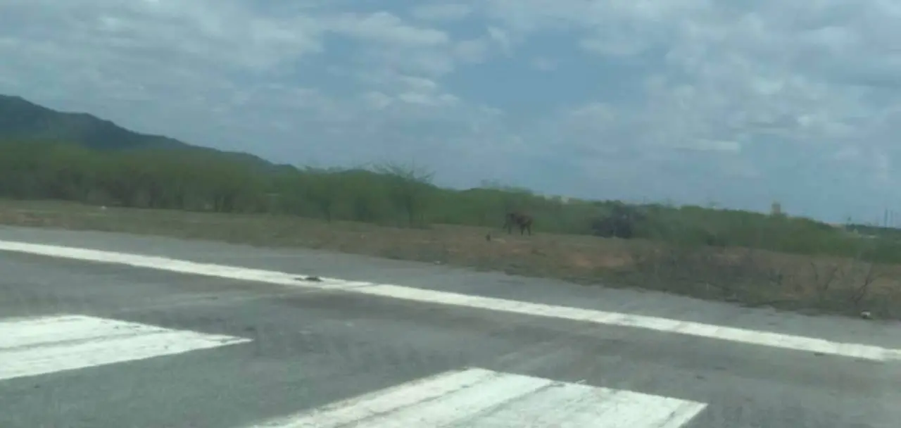 Gado pastando próximo à cabeceira 32 do Aeroporto de Caicó-RN