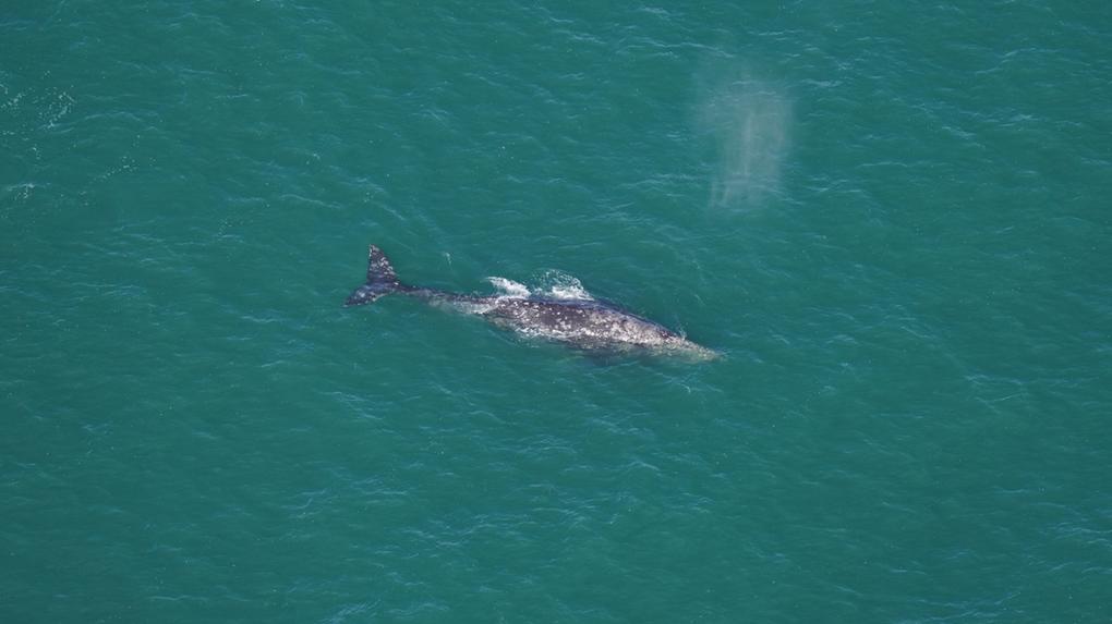 Baleia-cinzenta avistada no oceano Atlântico em 1º de março de 2024. Baleia-cinzenta, considerada extinta no oceano Atlântico, é avistada nos Estados Unidos; veja fotos