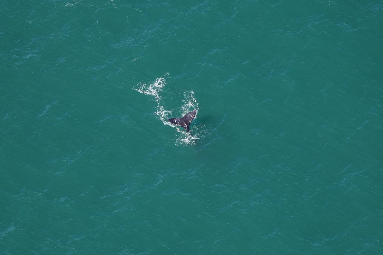 Baleia-cinzenta avistada no oceano Atlântico em 1º de março de 2024.