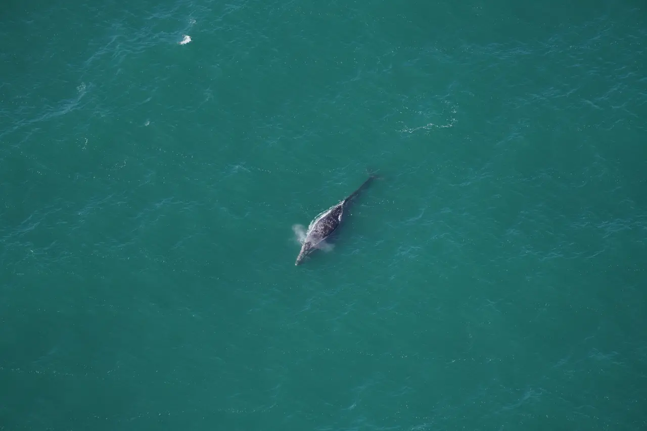 Baleia-cinzenta avistada no oceano Atlântico em 1º de março de 2024.