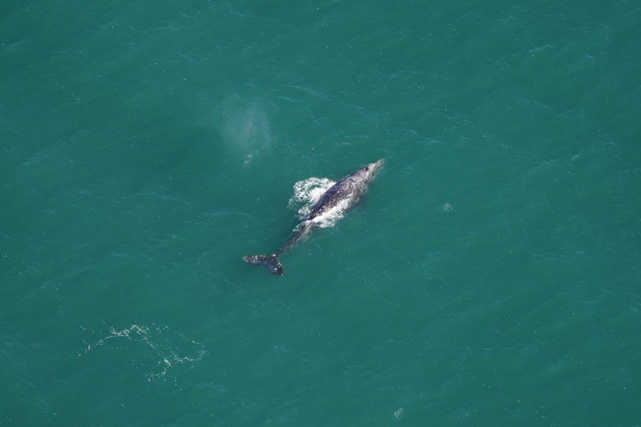 Baleia-cinzenta avistada no oceano Atlântico em 1º de março de 2024.