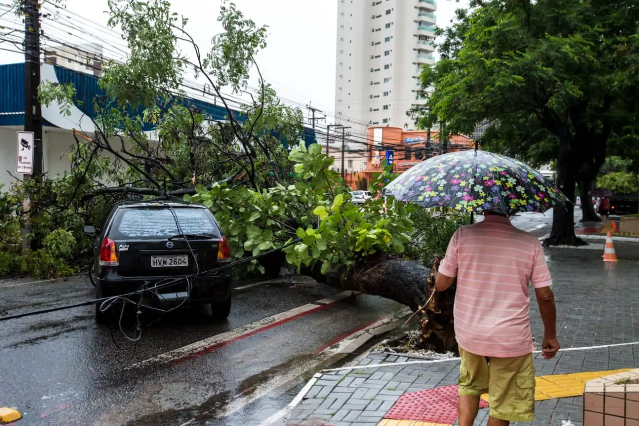 Árvore caída na esquina da rua Carlos Vasconcelos com avenida Santos Dumont