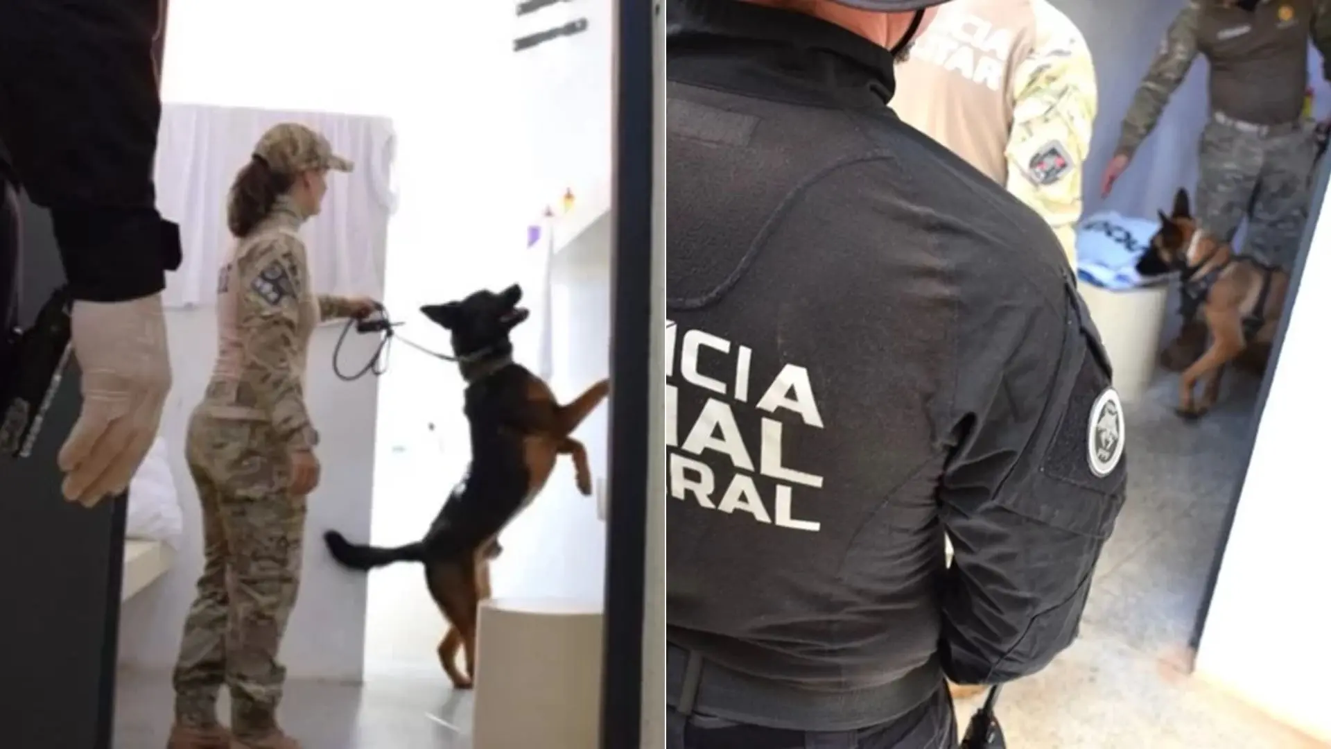Celas de Marcola e líderes do PCC passam por varredura de cães farejadores da PRF