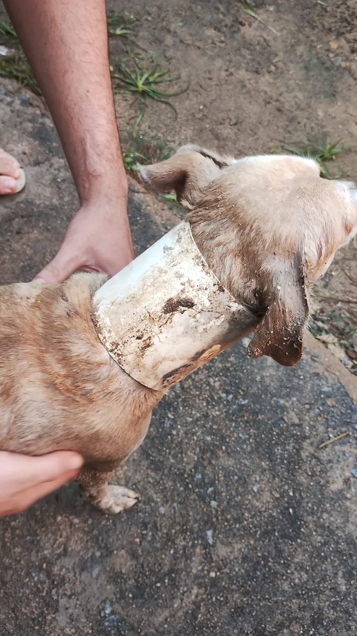 Cadela foi resgatada após chamado dos tutores ao Corpo de Bombeiros