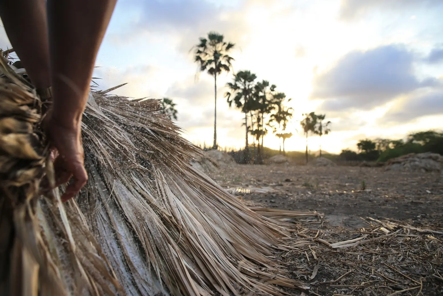 Extração do pó de carnaúba