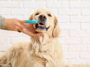 cachorro escovando os dentes