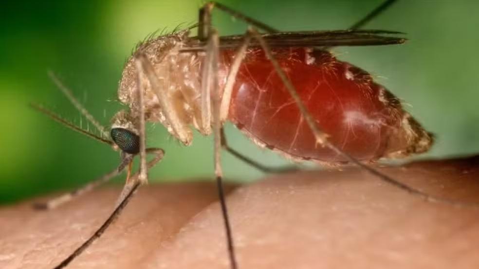 mosquito Febre do Oropouche