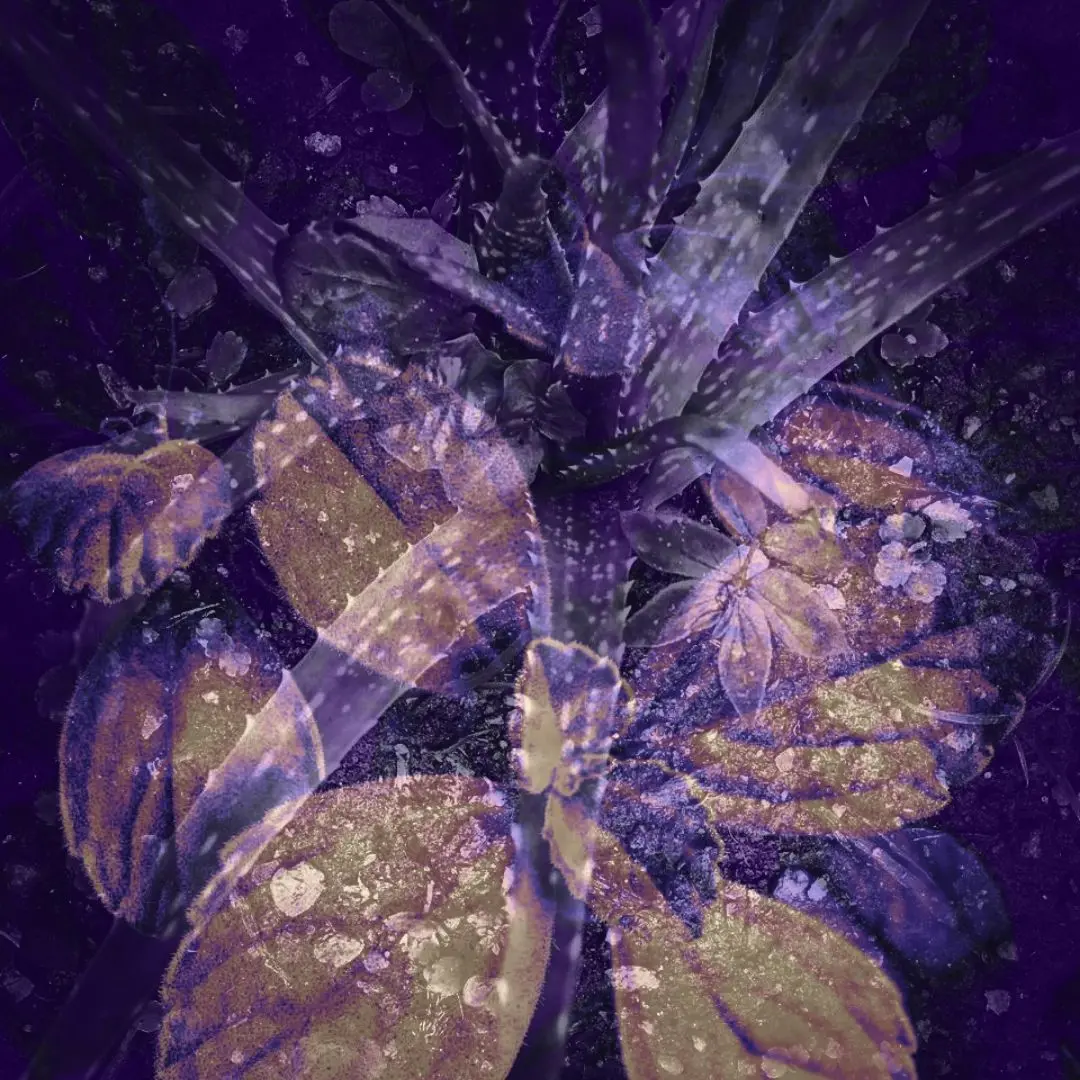 A fotógrafa desenvolveu estudos sobre plantas medicinais