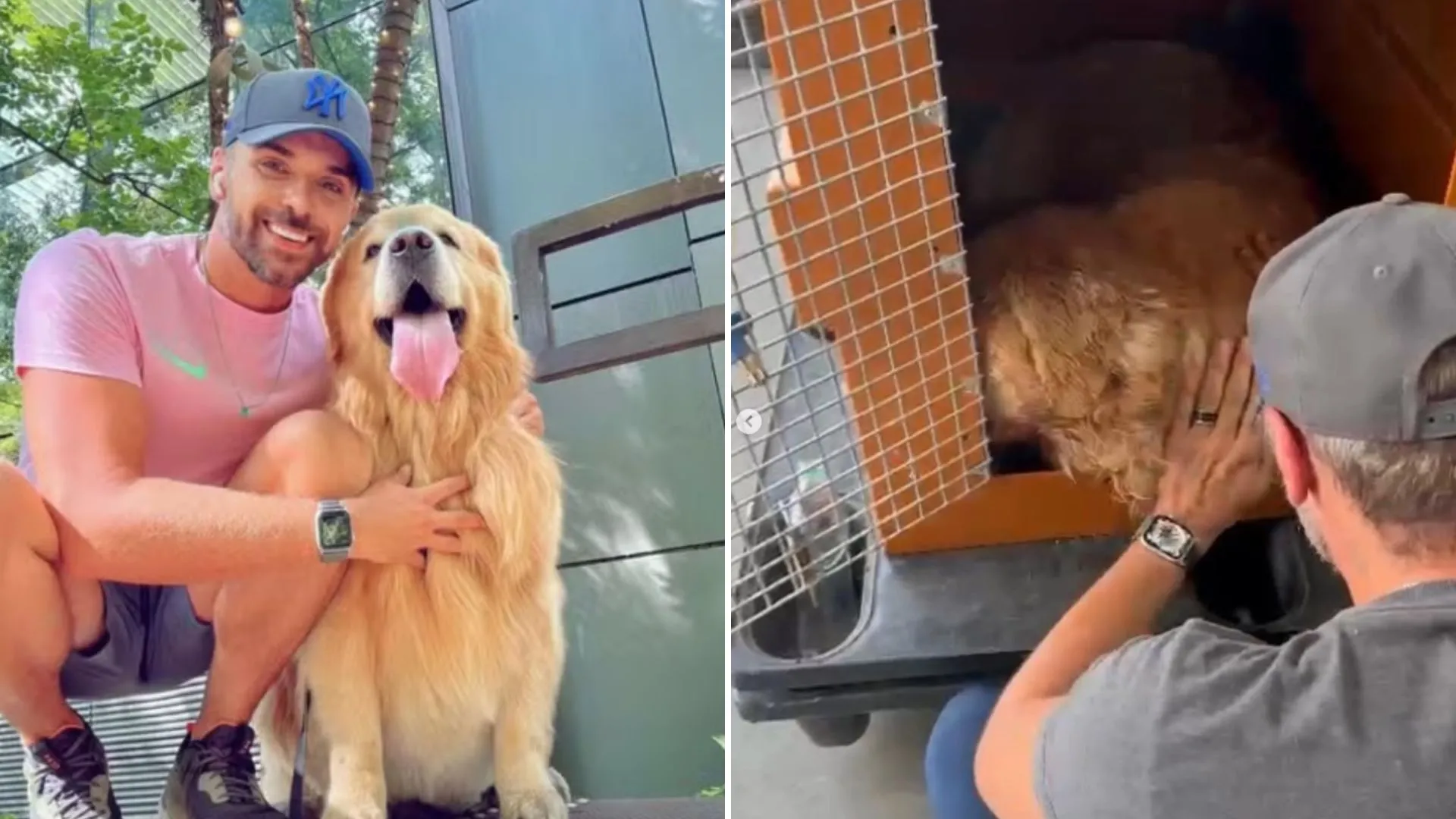 Cachorro morre após falha no transporte aéreo da Gol em Guarulhos