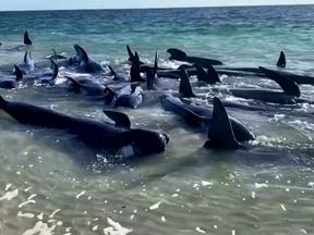 Baleias encalhadas no mar
