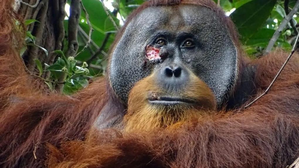 Orangotango utilizou planta medicinal para tratar ferimento na face