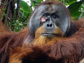 Orangotango utilizou planta medicinal para tratar ferimento na face