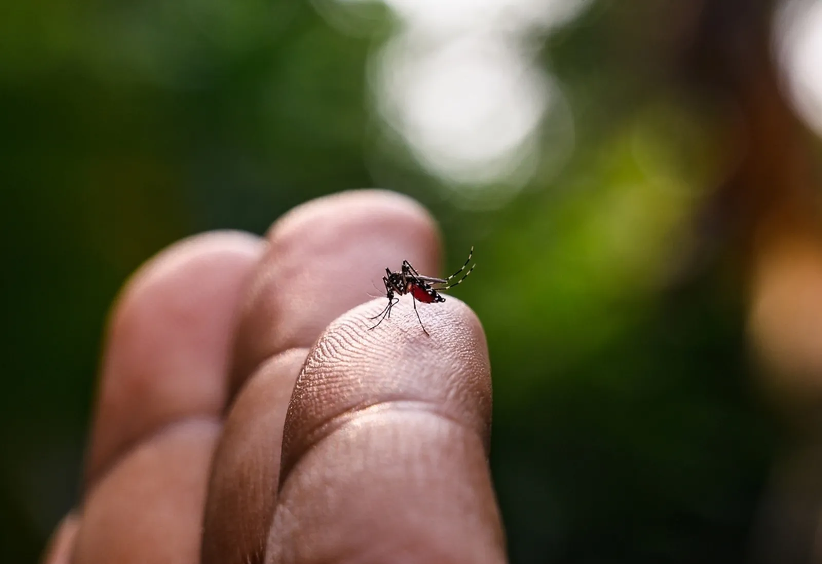 Combater a proliferação do mosquito Aedes aegypti é a principal forma de combater a dengue