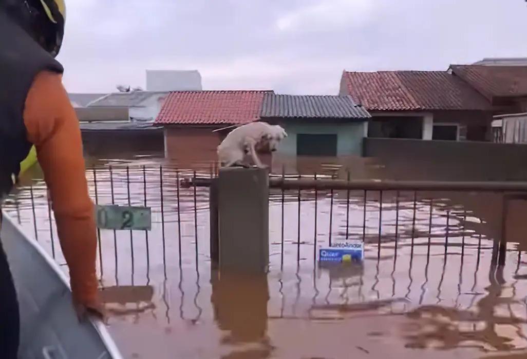 Cachorro foge de enchente em cidade do Rio Grande do Sul