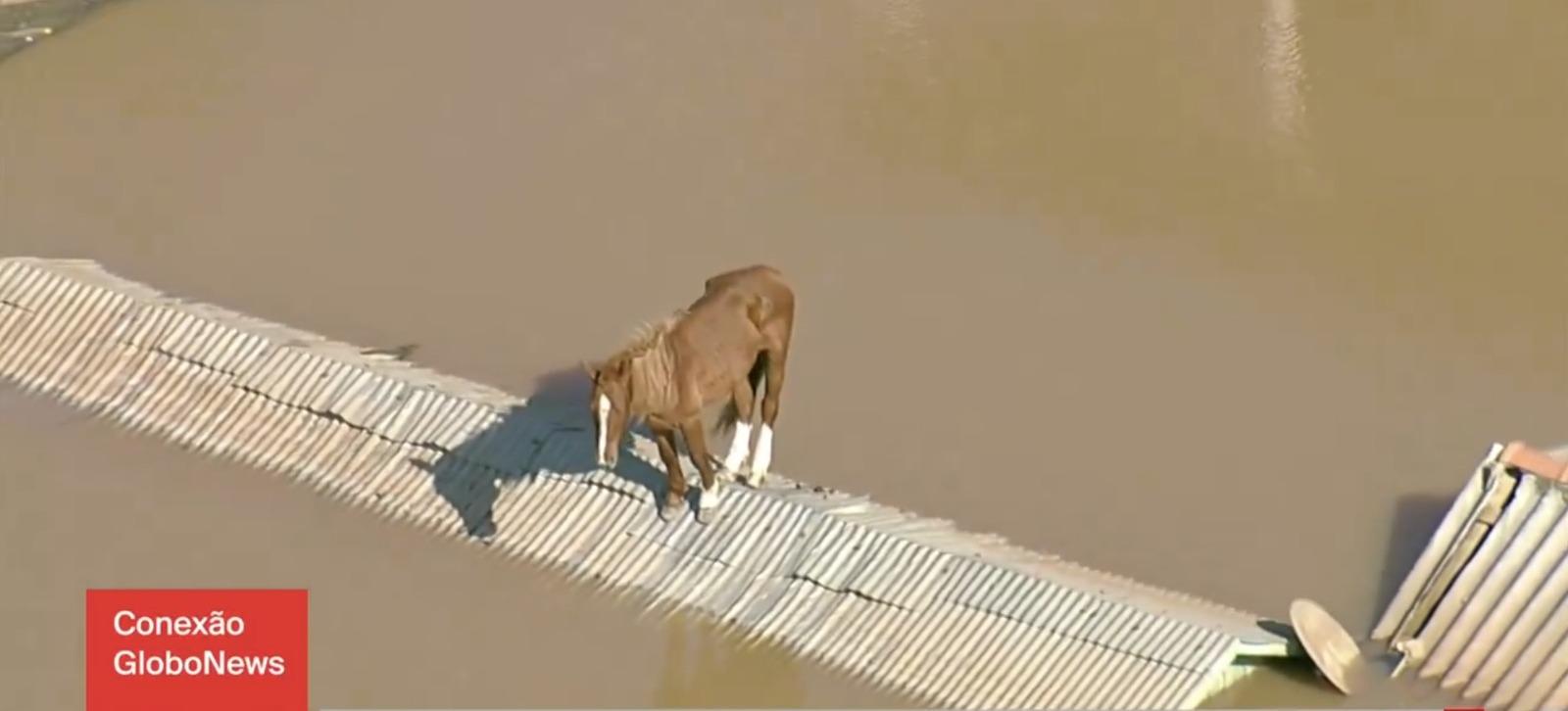 Cavalho ilhado no Rio Grande do Sul